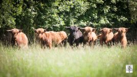 Domaine de Badard - Highland Cattle
