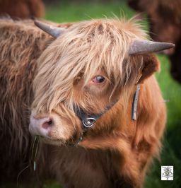 Domaine de Badard - Highland Cattle